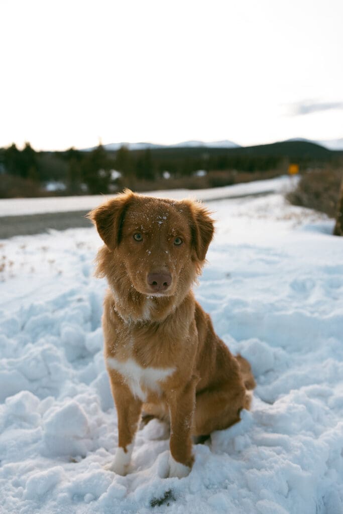 engagement photos taken in breckinridge colorado with a dog and a snowy mountain background